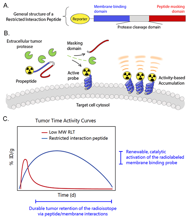 Figure: (A) General structure of RIP. (B) Mechanism of action of RIP. (C) Proposed model and advantages of RIPs Figure: (A) General structure of RIP. (B) Mechanism of action of RIP. (C) Proposed model and advantages of RIPs