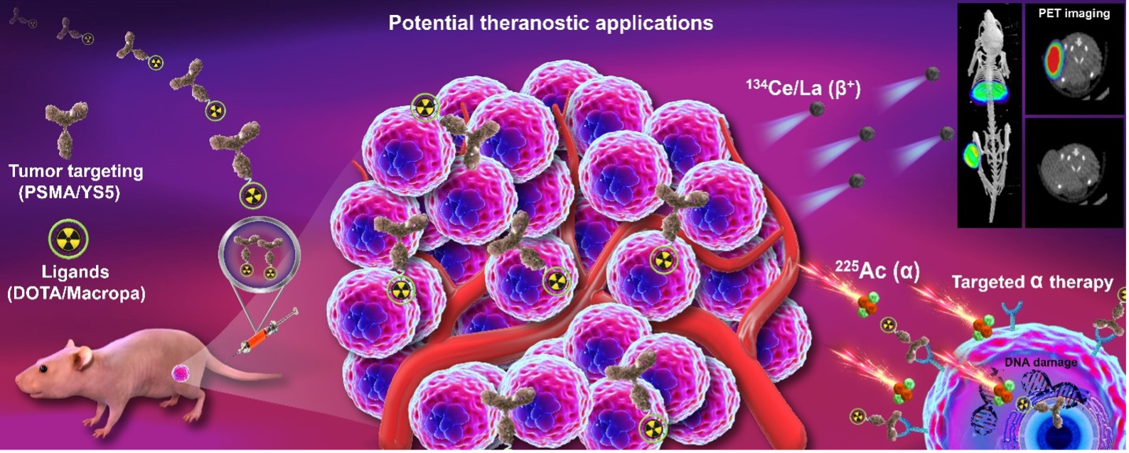 Development of 134Ce/225Ac theranostics for cancer treatment. 134Ce/La-PSMA-617 and Macropa-PEG4-YS5 are theranostic pairs for 225Ac-based radioligand therapies in prostate cancer models, to enable both imaging and treatment. Development of 134Ce/225Ac theranostics for cancer treatment. 134Ce/La-PSMA-617 and Macropa-PEG4-YS5 are theranostic pairs for 225Ac-based radioligand therapies in prostate cancer models, to enable both imaging and treatment.