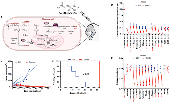 Telomerase reverse transcriptase (TERT) expression is essential for glioblastoma (GBM) proliferation. 