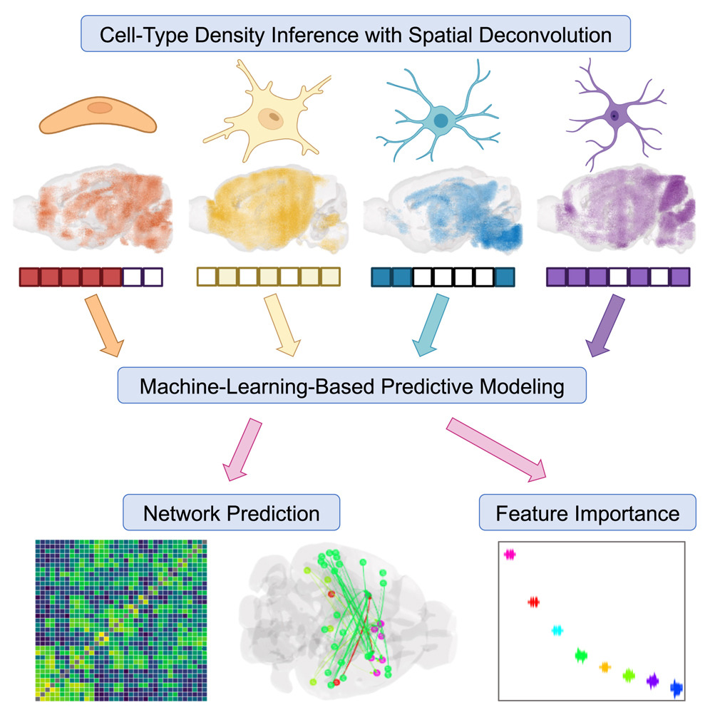 Cell Type Density Inference with Spatial Deconvolution, Machine-Learning-Based Predictive Modeling, Network Prediction and Feature Importance Cell Type Density Inference with Spatial Deconvolution