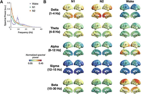 Figure: Spatial maps of local synchrony across sleep-wake states. A: Mean local synchrony, as measured by normalized spectral power, averaged across regions and participants in wake (purple), N1 (green), and N2 (orange). Light shading represents the SE across participants. B: Spatial maps of mean regional local synchrony across sleep-wake states. Graphs of brain activity