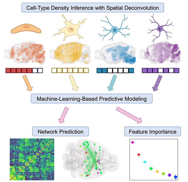 Graphical Abstract of Spatial cell-type enrichment predicts mouse brain connectivity from Dr. Ashish Raj’s lab. Graphical Abstract of Spatial cell-type enrichment predicts mouse brain connectivity from Dr. Ashish Raj’s lab.