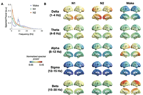 Spatial maps of local neural synchrony across sleep-wake states. A) Mean synchrony across regions in wake (purple), N1 (green) and N2 (orange) sleep states. B) Frequency specific spatial maps of regional local neural synchrony across the sleep-wake states. Spatial maps of local neural synchrony across sleep-wake states. A) Mean synchrony across regions in wake (purple), N1 (green) and N2 (orange) sleep states. B) Frequency specific spatial maps of regional local neural synchrony across the sleep-wake states.