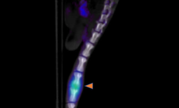 Chemistry, Probes & Molecular Therapy (CPMT)