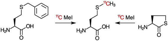 Exploring metabolism in vivo using endogenous 11C metabolic tracers