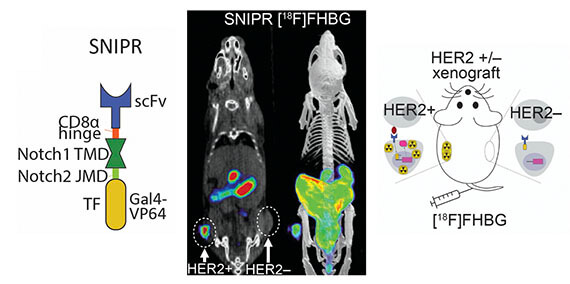 Antigen-dependent inducible T cell reporter system for PET imaging of breast cancer and glioblastoma
