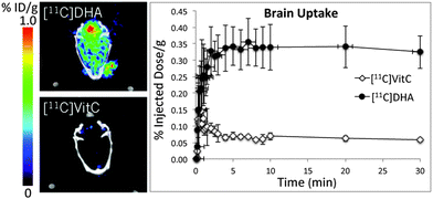 11C Ascorbic and 11C dehydroascorbic acid, an endogenous redox pair for sensing reactive oxygen species using positron emission tomography