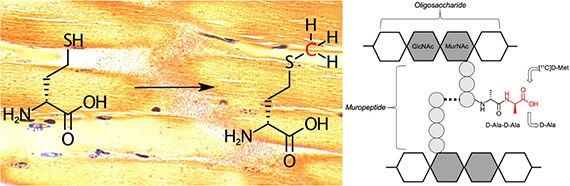 High enantiomeric excess in-loop synthesis of d-[methyl-11C]methionine for use as a diagnostic positron emission tomography radiotracer in bacterial infection