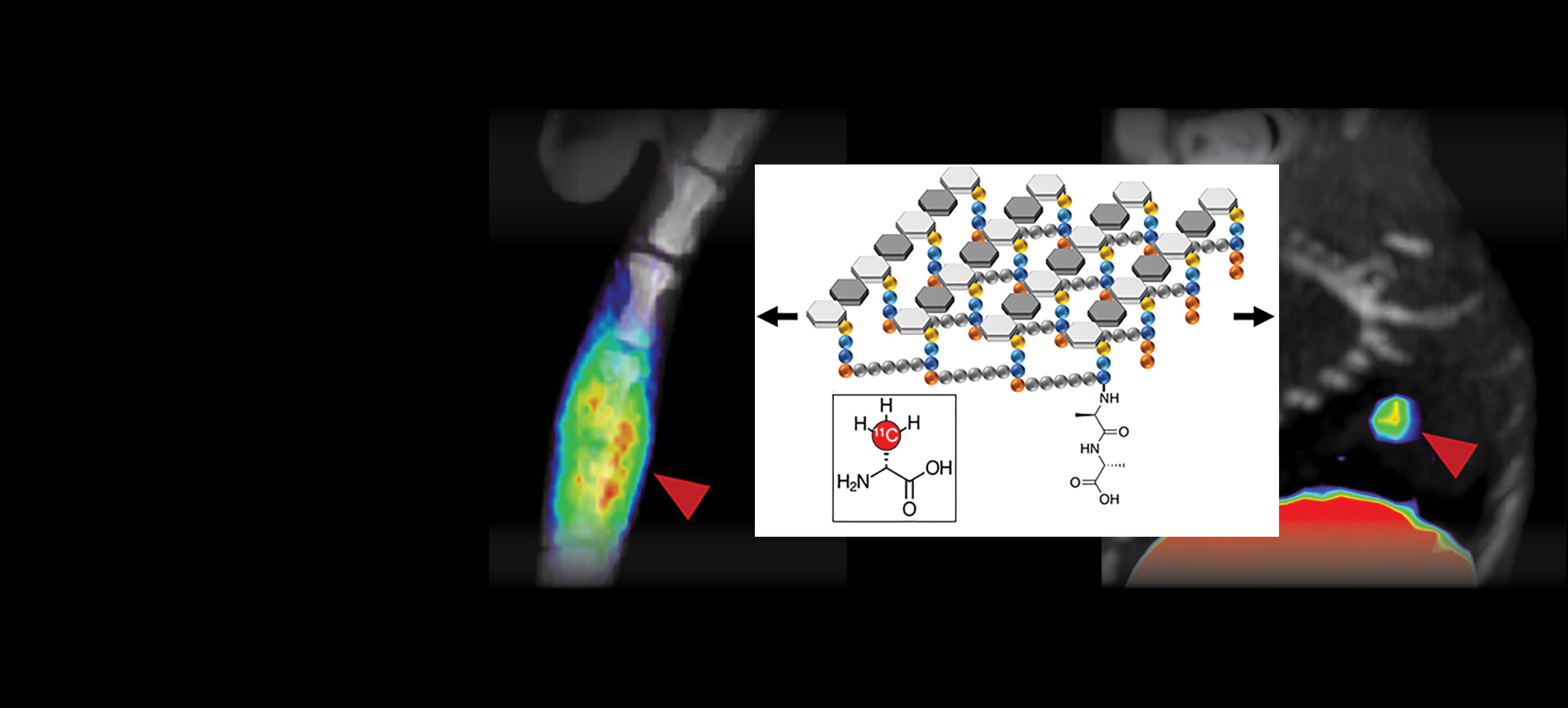 Composite scientific image showing PET/CT scans of a mouse