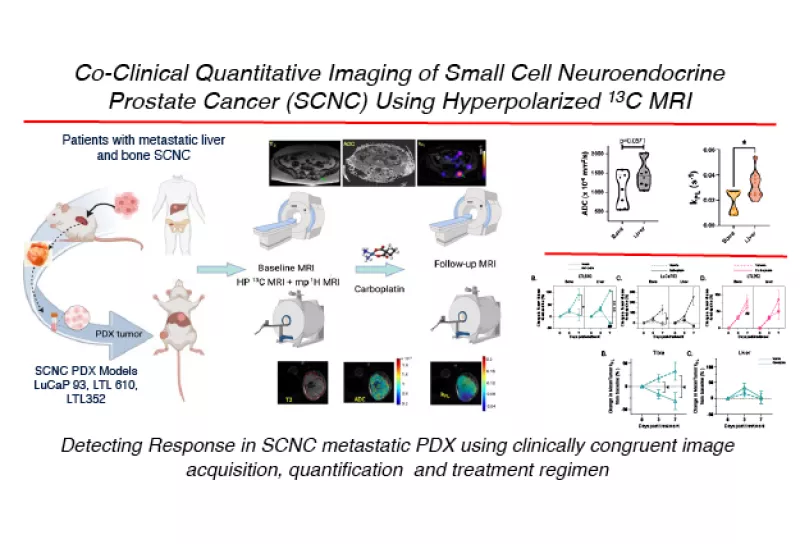 Diagram of co-clinical imaging workflow showing MRI scans, tumor models, and treatment response analysis