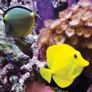 Tropical fish swimming in clear Hawaiian water at the Fairmont Orchid Resort on the Big Island of Hawaii promoting the UCSF Breast Imaging Update course, February 7–12, 2027.