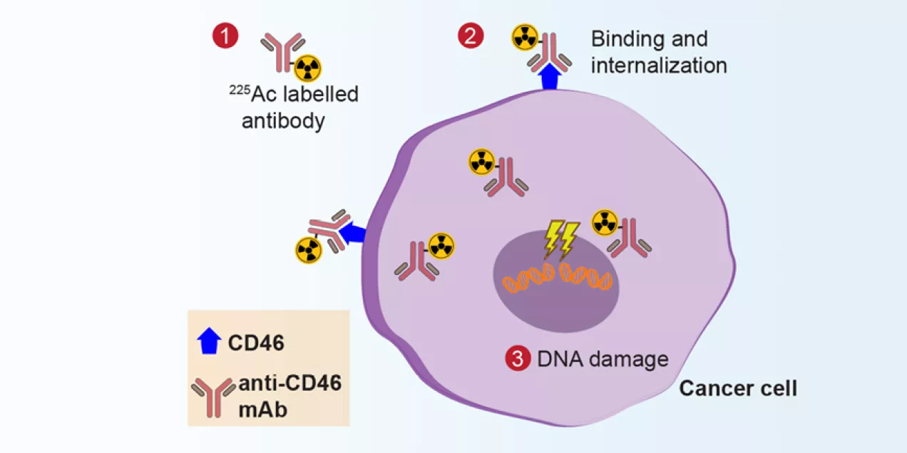 diagram showing a CD46-targeted radiolabeled antibody attaching to a cancer cell, becoming internalized, and causing DNA damage inside the nucleus