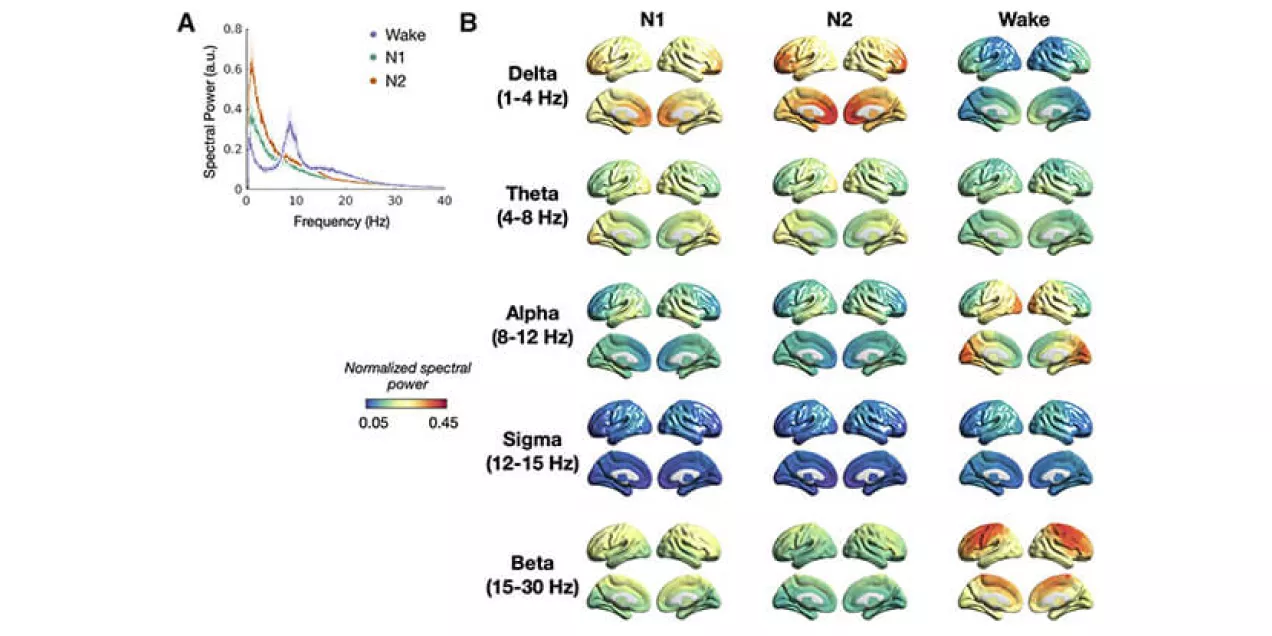 Scientific figure comparing brain activity during wakefulness and two stages of sleep. On the left, a line graph shows spectral power across frequencies for wake, N1, and N2 sleep. On the right, color-coded maps of the brain illustrate activity patterns across five frequency bands—delta, theta, alpha, sigma, and beta—highlighting differences in neural synchronization between wakefulness and sleep stages.