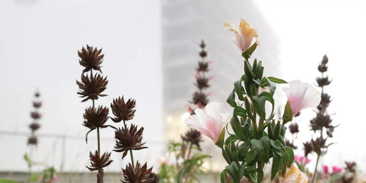 Pink and peach wildflowers and dried seed heads growing in a garden, with a modern white building softly blurred in the background.