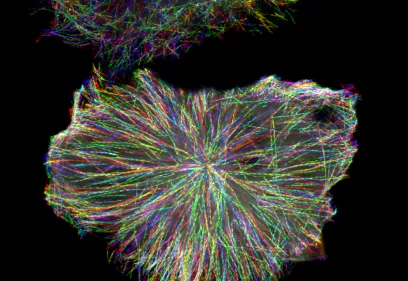 Colorful microscopy-style image showing dense network of biological or molecular structures in multiple colors