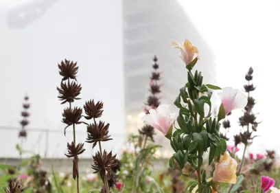 Pink and peach wildflowers and dried seed heads growing in a garden, with a modern white building softly blurred in the background.