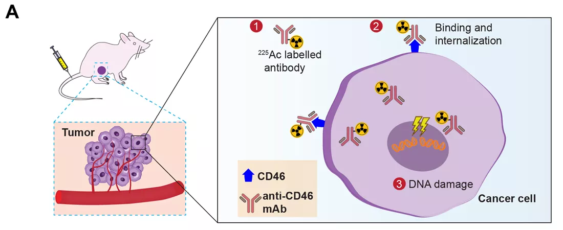 illustration showing a mouse with a tumor injection, zooming into a diagram of a radiolabeled anti-CD46 antibody binding to a cancer cell, becoming internalized, and causing DNA damage inside the nucleus