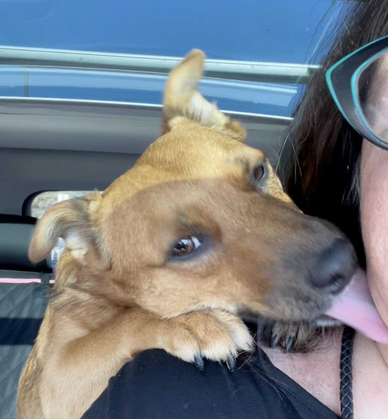 Teri's dog Reggie licking her neck while she's driving in the car.