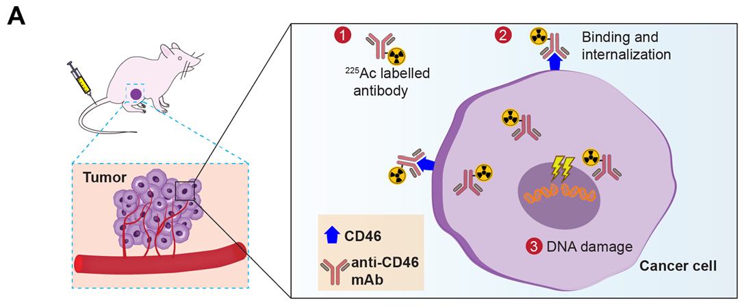 CD46 targeted alpha therapy for prostate cancer cells. 