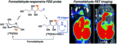 A reactivity-based [18F]FDG probe for in vivo formaldehyde using positron emission tomography